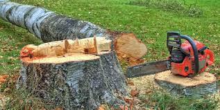 How Our Tree Care Process Works  in  Knoxville, IL
