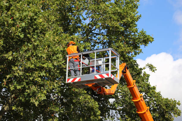 Best Fruit Tree Pruning  in Knoxvle, IL
