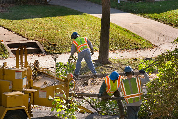 Best Landscape Design and Installation  in Knoxvle, IL