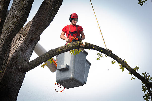 Best Tree Preservation Services  in Knoxvle, IL