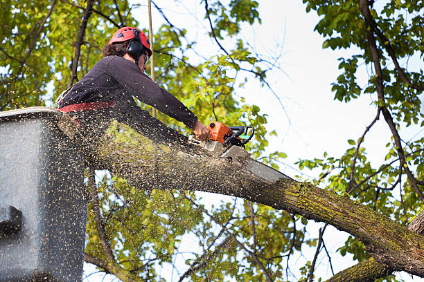 Best Lawn Mowing  in Knoxvle, IL